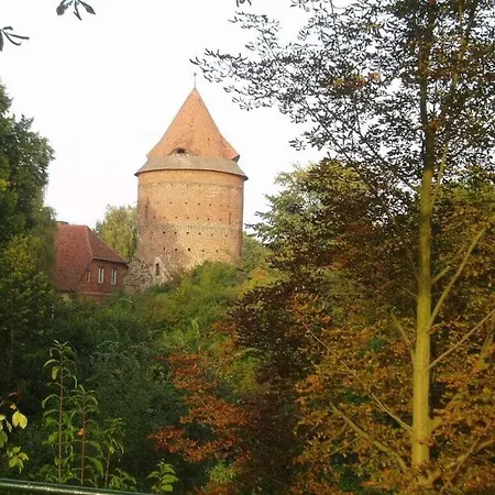 Starfish Comfortable Quetzin