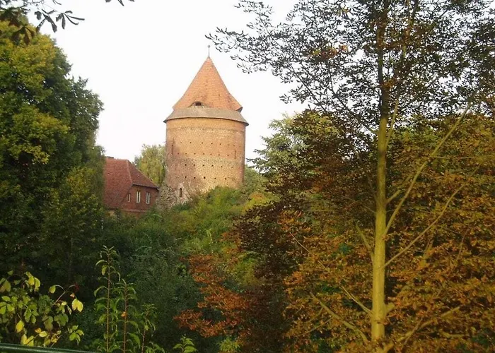 Starfish Comfortable Quetzin